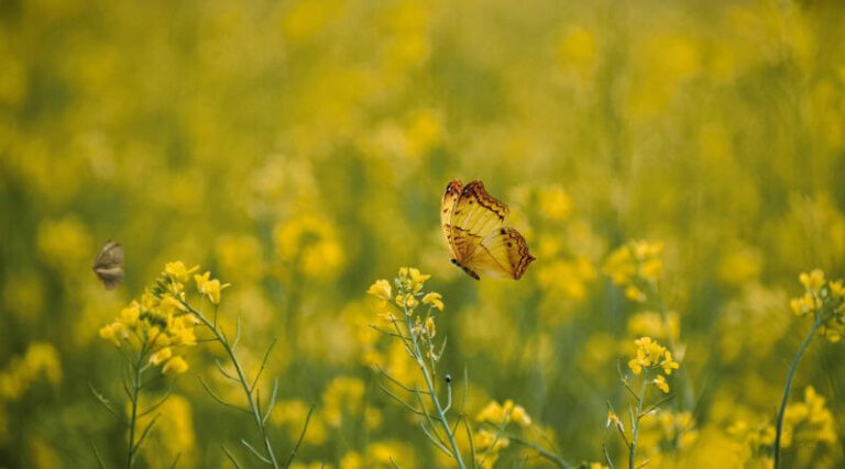 borboleta amarela